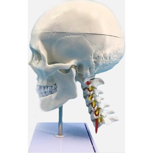 Medical Human Anatomy Skull with Cervical Vertebra Spine Model