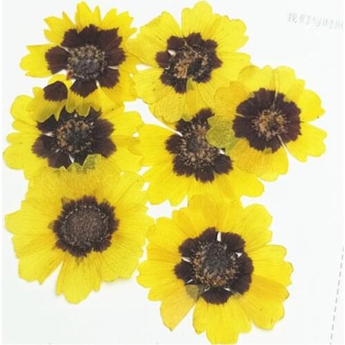 Double Color Hymenoptera DIY Pressed Flowers 2017 Latest Material For Plant Teaching Specimens Free Shipment 120 Pcs