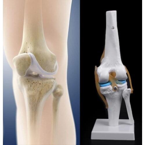 Human Anatomical Knee Joint Flexible Skeleton Model Learning Aid Anatomy R91A
