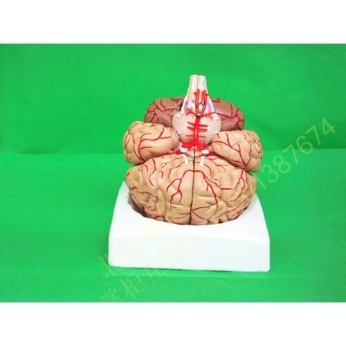 Human body model life size brain model brain structure medical model