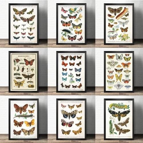 Popular science decorative painting early education -butterfly specimens caterpillar-Atlas art painting Retro poster kraft paper