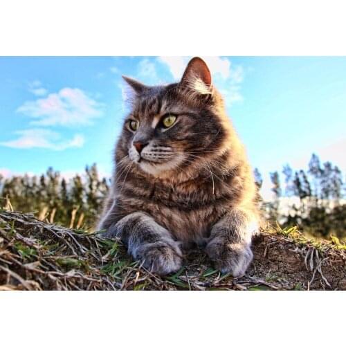 Dolphin Bay The wooden puzzle 1000 pieces ersion jigsaw puzzle white card adult childrens educational toys