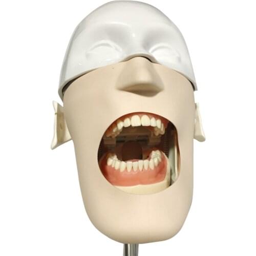 Dental Manikin Phantom head With Dental Teeth Model Tooth Dentist For Medical Dental Teaching Study