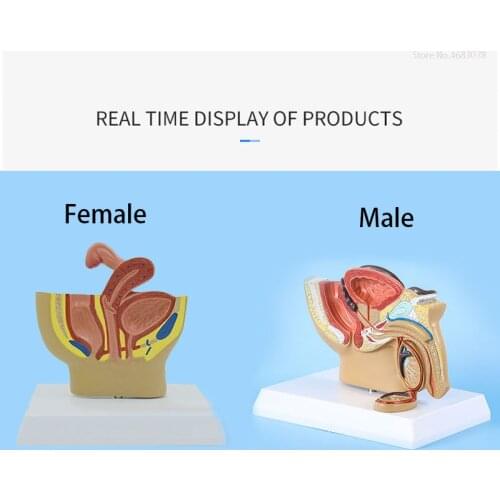 Sagittal pelvic anatomy model for male and female, male reproductive organ model, female reproductive system uterus model