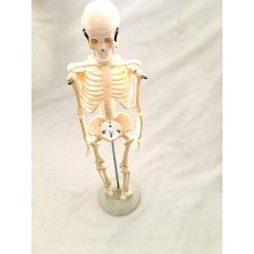 Children Body Skeleton Models Can Be Assembled Kids Human Realistic Skeleton Bone Models Medical Science Educational Supplies