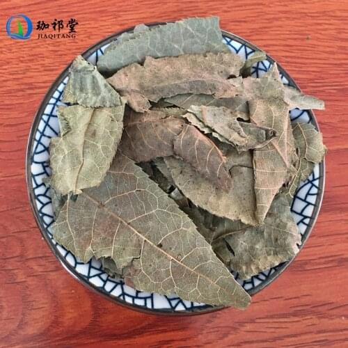 Folium Cyclocarya Paliurus Pterocarya Paliurus Batal. Qing Qian Liu Ye