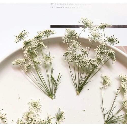 50pcs Pressed Dried Natural White Multi-head Ammi Majus Flower Plant Herbarium For Jewelry Postcard Invitation Card Bookmark DIY