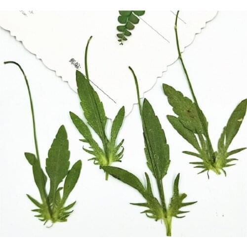 120pcs Pressed Dried Corydali Leaf Flower Herbarium For Epoxy Resin Jewelry Making Bookmark Case Face Makeup Nail Art Craft