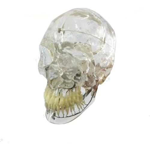 Transparent Transparence skull with mandible neurostomatology skull model x radioneurology model transparence Skull Dental nerve