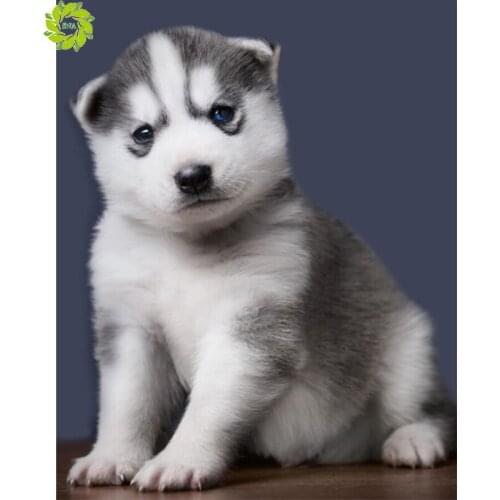 SNA DIY Diamond Painting Dog Diamonds Embroidery Diamond Mosaic Sale Full Drill Square Animals Rhinestones Picture