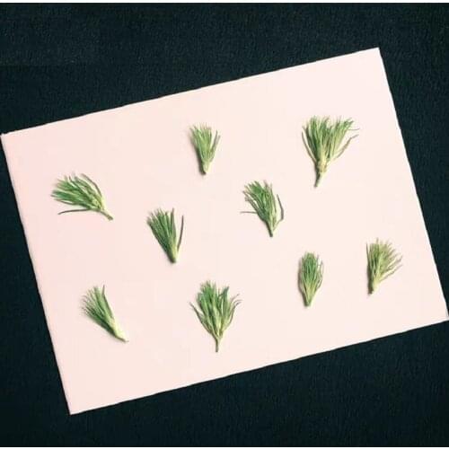60pcs Pressed Dried Flower Dianthus Grass Herbarium For Bookmark Prop Jewelry Postcard Invitation Card Phone Case DIY