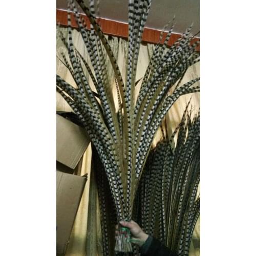 Wholesale perfect 10pcs Rare natural Reevess Pheasant feathers 48-52inch/120-130cm Decorative diy