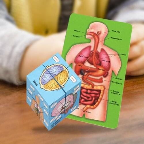 Human Anatomy Cube Children Science Educational Learning Development Toys