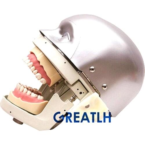 Dental Simulator Teeth Model Manikin Phantom Head demonstrations dentist practical exercises model Dental Teaching Model