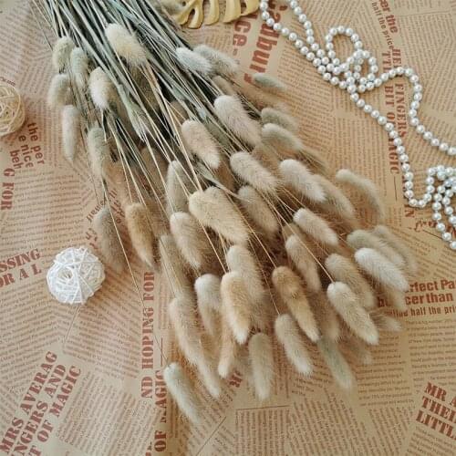 20PCS Dried Natural Flowers Rabbit Tail Grass Bunny Tail Dry Flower Bouquet Wedding Party Home Living Room Decoration Accessorie