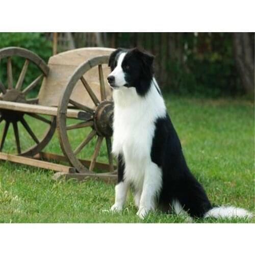 Animal Border Collie DIY Cross Stitch 11CT Embroidery Kits Craft Needlework Set Printed Canvas Cotton Thread Home Sale