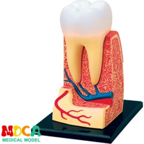 Tooth 4d master puzzle Assembling toy human body organ anatomical model medical teaching model