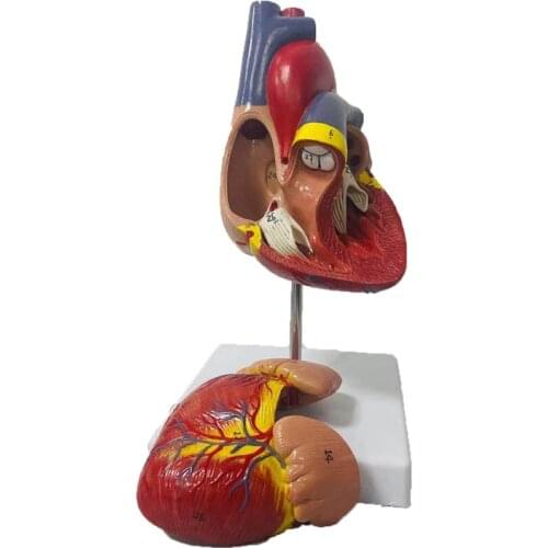 Anatomical Human Life Size Heart Model Medical Cardiovascular Anatomy Medical Teaching Tool