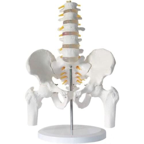 Human Five-Section Lumbar Vertebrae And Pelvic Leg Bone Anatomy Model Medical Science Teaching Resources Dropshipping