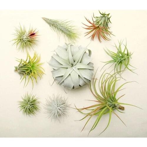 20 Pack Air Plant Stand Container Tillandsia Holder, Stainless Steel Wire Stand Plant Display Racks - Silver
