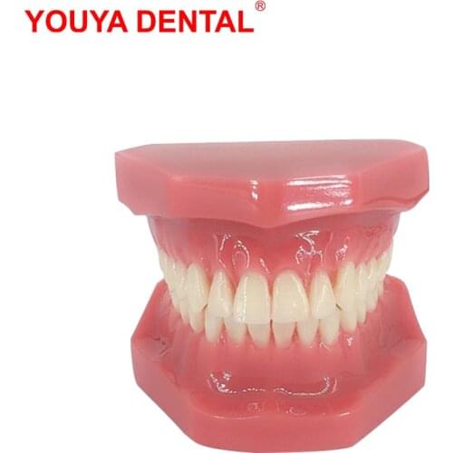 Dental Teeth Model For Studying Teaching Education Normal Adult Tooth Model Oral Dentistry Medical Dental Products High Quality
