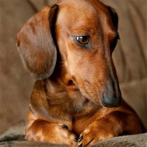 Animal Dachshund Printed Water-Soluble Canvas 11CT Cross-Stitch DIY Embroidery Set DMC Threads Knitting Hobby Needle