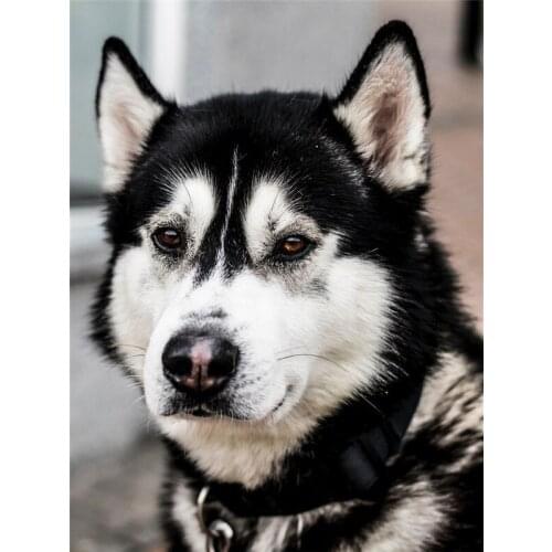 Love.Thanks Animal Diamont Painting Dog 5D Diamond Painting Kit Embroidery Kit Diamond Painting Full Drill Kits Rhinestone