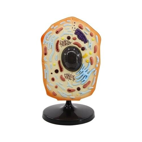 Animal cell model High school biological cell anatomy teaching equipment