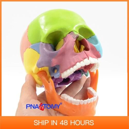 15pcs/set 4D Disassembled Color Skull Anatomical Model Detachable Medical Teaching Tool