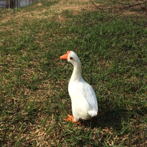 About 20x15cm simulation white duck toy model farm decoration gift h1068