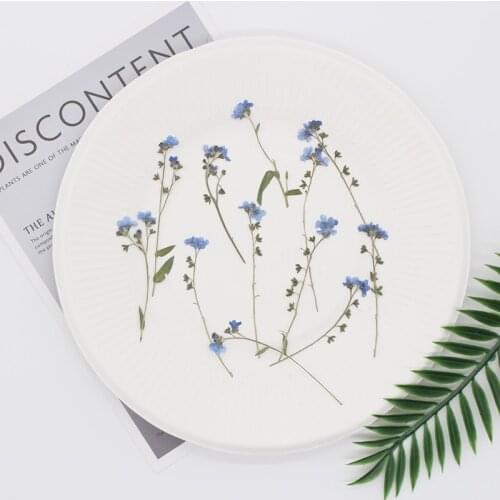 12pcs/1pack Don't Forget Me Dry Flower Embossing DIY Hand-made Jewelry Photo Frame Sticker Manicure Candle Making