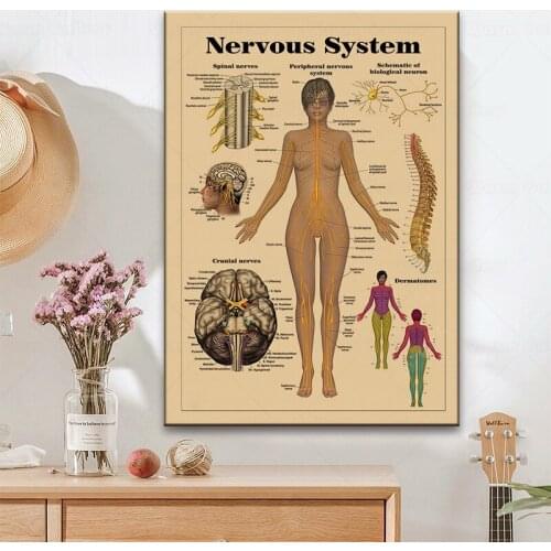 Nervous System The Body Structure Vintage Poster Medical Decoracion Painting Wall Art Wall Doctor Nurse Office Decoration
