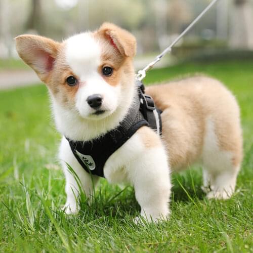 Reflective Safety Dog Harness Pet Adjustable Vest Walking Lead Leash For Puppy Breathable Mesh Chest Strap For Small Medium Dogs