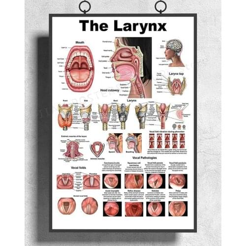 H551 Silk Poster Home Decoration Human Larynx Anatomical Chart Wall Art Christmas Gift