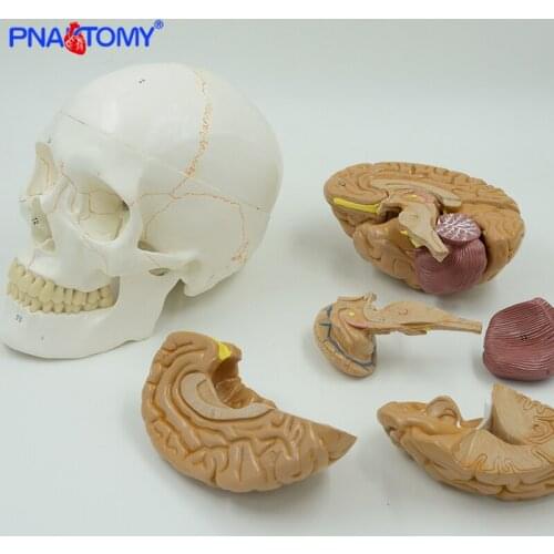 Human- Brain Anatomical Model 8 Parts with Life Size Adult Numbered Skull Model Medical Teaching Tool School and Hospital Used