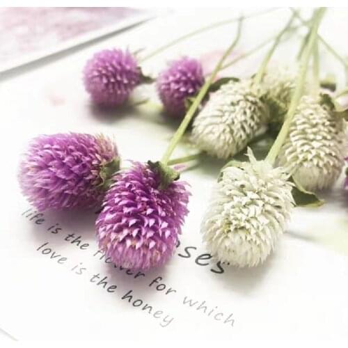 60pcs Dried Pressed Flower White&Fuchsia Gomphrena globosa Linn. For Jewelry Photo Frame Phone Case Bookmark Making DIY