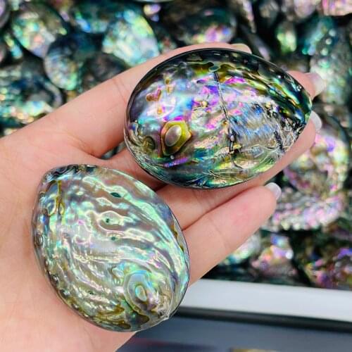Natural Abalone Shell Fossil Healing Mineral Specimen Art Collection