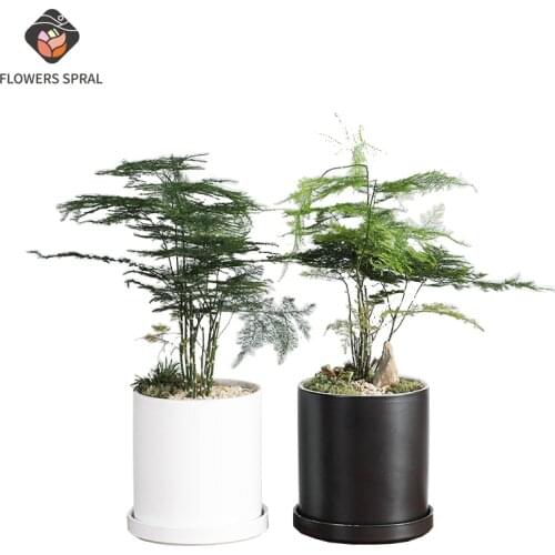 Simple Ceramic Flower Pot Nordic Room Decoration Cylindrical Modern Black And White Matte Tray Succulent Green Plant Flower Pot