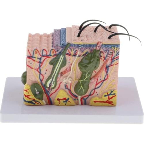 35X Magnified 3D Human Skin Texture Model Structure Anatomical Model for School Teaching Tool Learning Display Lab Supplies