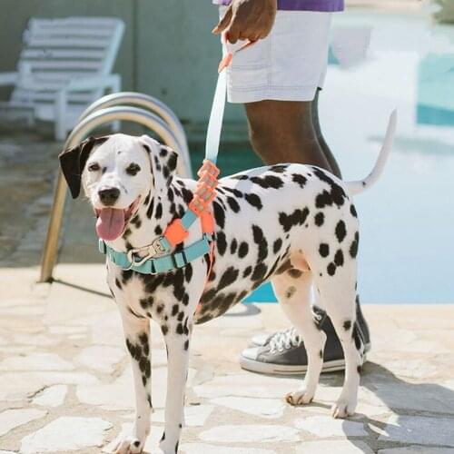 Buffer and Shock-absorbing Dog Leash Medium and Large Dog Leads Golden Retriever Corgi Labrador Dog Leashes Dog Supplies