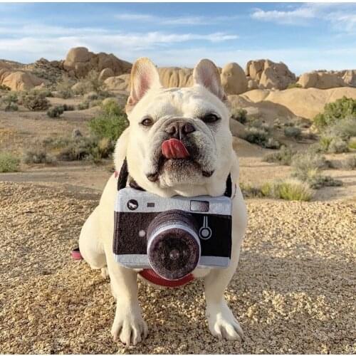 Fanchicefanst Products For Dogs