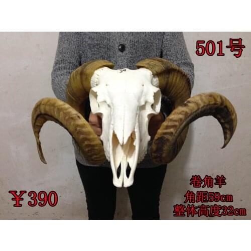 Head Arts Crafts True sheep skull skull head ornament crafts Tibet yak pure natural sheep head hanging ornaments