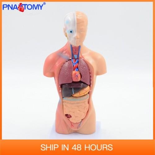 28cm human torso model internal organs brain heart stomach liver lungs urinary system anatomy tool educational equipment child