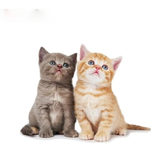 1 piece cute lovely British cat kitten window wall auto motorcycle car sticker decal 17cm*13cm