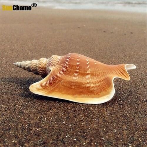 Natural Conch Shell 10-11 Cm Boutique Rare Golden Torch Phoenix Snail Fish Tank Decoration Collection Micro-landscape Ornaments