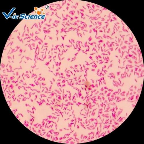 Medical Teaching 13 pcs Microorganisms Slides Set