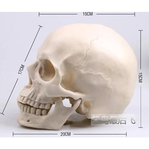 White 1: 1 human skull model life size resin skull model art teaching human skeleton model free shipping