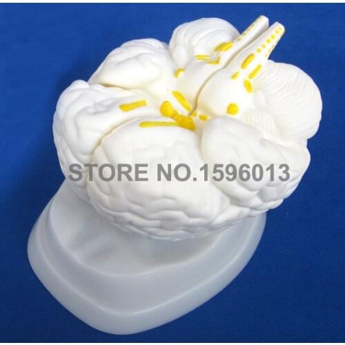 3 Parts Human Brain model, Anatomical Brain Model, medical brain model