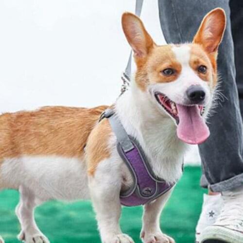 New Pets Dogs Accessories Luminous Adjustable Harness for Dogs Puppy Vest Collar Leash French Bulldog Medium Small Large Dog