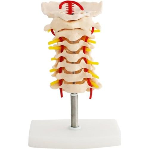 Human Anatomical Model Cervical Vertebra Model Cervical Spine with Neck Artery Occipital Bone Disc and Nerve Model